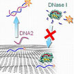 graphene-DNA