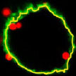 nanoparticles_inside_cell