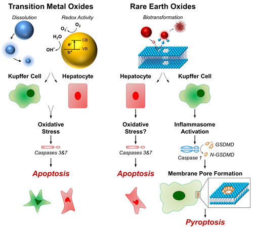 Designing Safer Metal Oxide Nanoparticles