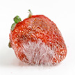 rotten-strawberry