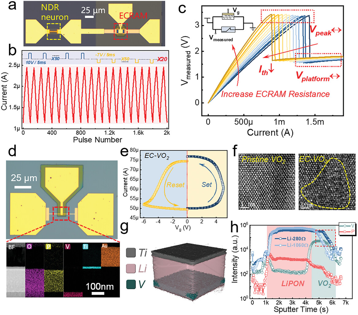 Tunable NDR neurons through integration with ECRAM and electrochemical doping