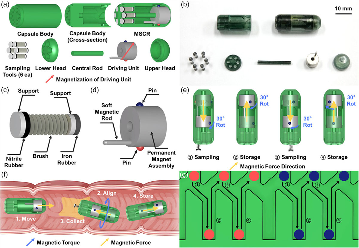 multiple-sampling capsule robot capable of collecting gut microbiome samples