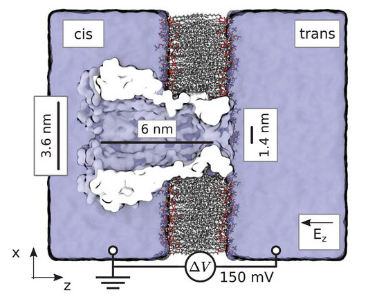 MspA nanopore embedded in a lipid membrane