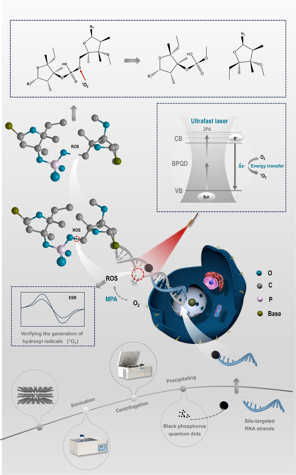 Light-Guided Genetic Scissors Based on Phosphorene Quantum Dot