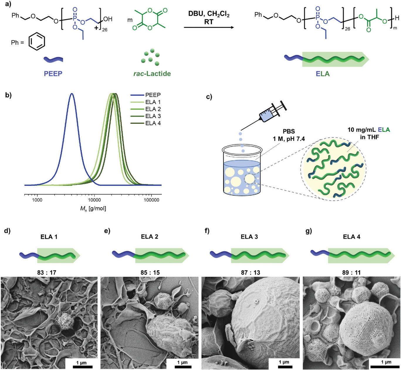 Synthesis of PEEP-b-PLA with different weight fractions of PLA and the self-assembly of ELA 1–4