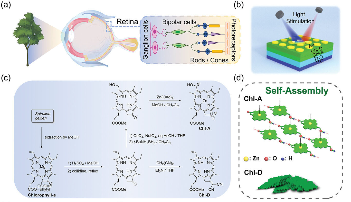 Chlorophyll heterojunction-based optoelectronic memristor for neuromorphic vision