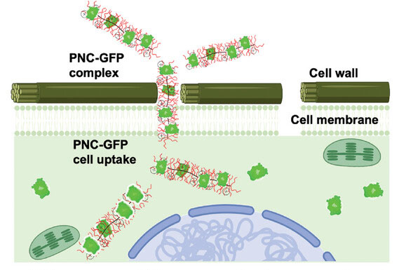 Schematic illustration of polymer nanocarrier enables protein uptake into plant cell